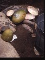 fruits cut in half