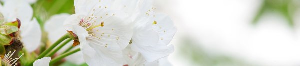 Spring Intersessions