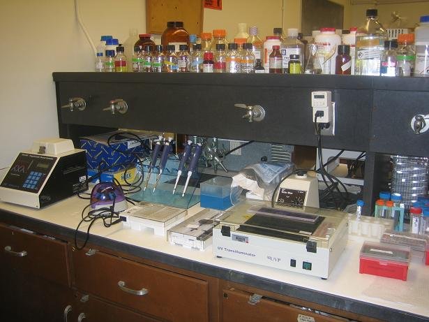 Molecular Cloning Bench