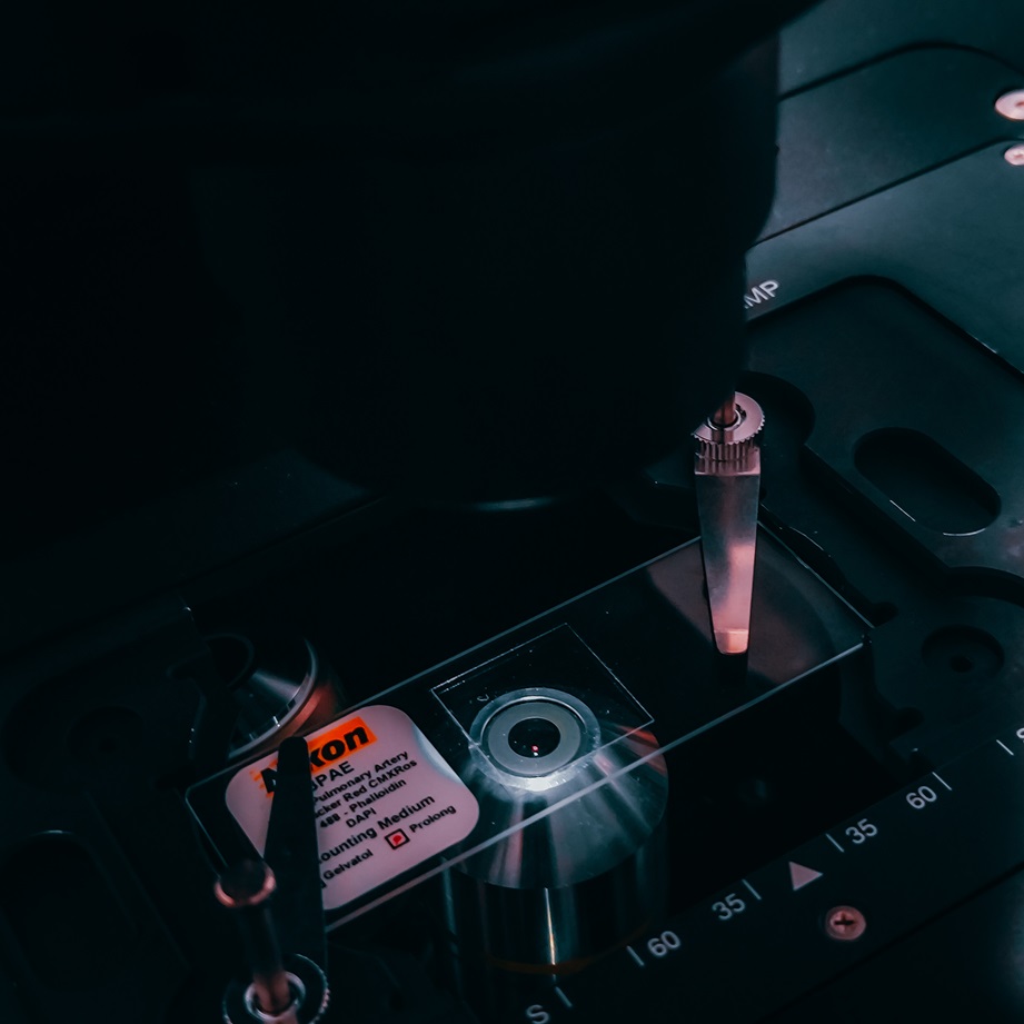 Speciment in Microscope.